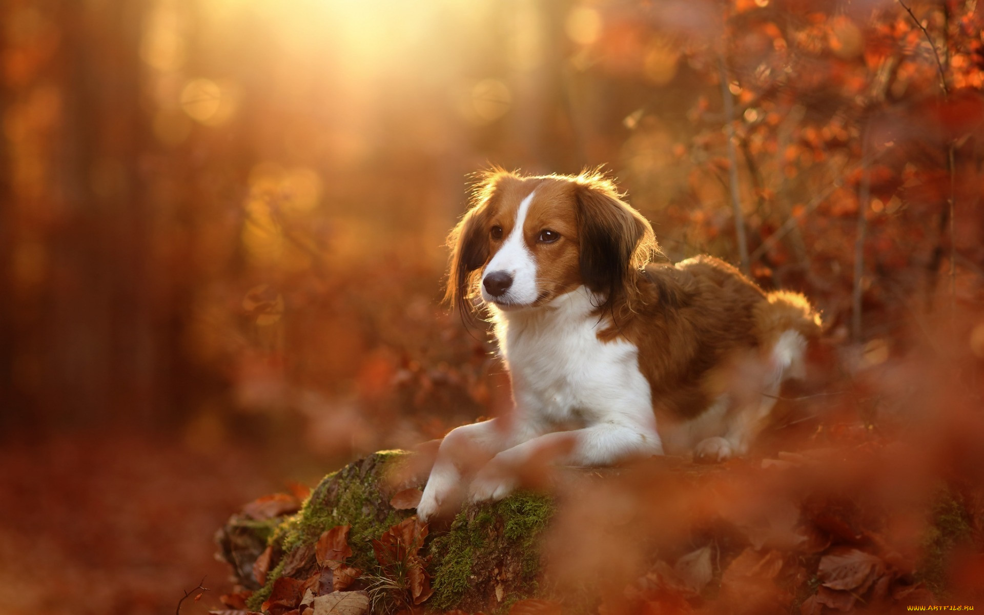 Красивая собака осень